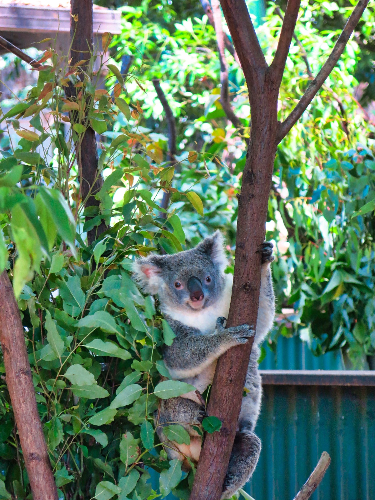 Wildlife Currumbin Sanctuary